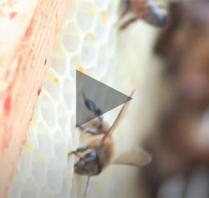 Links to Net Zero: Murder Hornets video